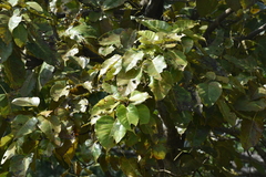 Ficus