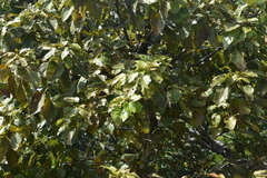 Ficus