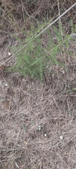 Asparagus acutifolius