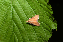 Nascia cilialis