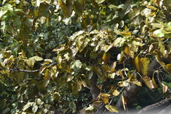 Ficus