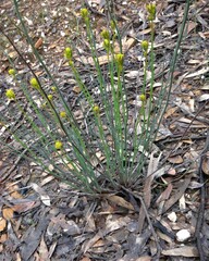 Glischrocaryon behrii