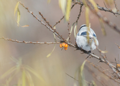 Cyanistes cyanus