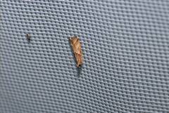 Nyctegretis lineana
