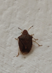 Peribalus strictus vernalis