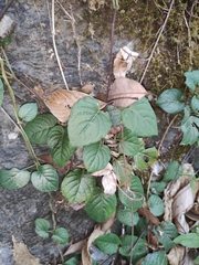 Paederia foetida