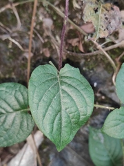Paederia foetida