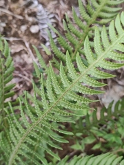 Phegopteris decursive-pinnata