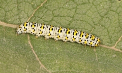 Cucullia verbasci