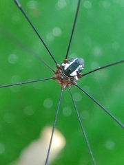 Opiliones