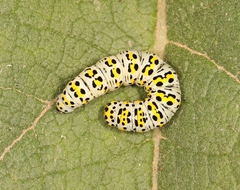 Cucullia verbasci