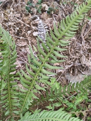Phegopteris decursive-pinnata
