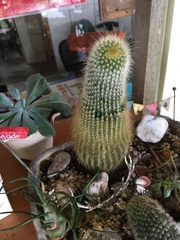 Parodia lenninghausii