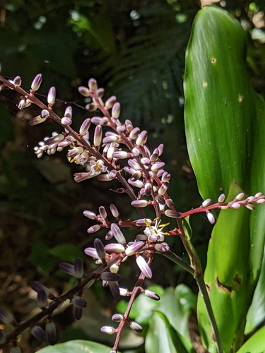 Cordyline murchisoniae (Cordyline murchisoniae)