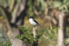 Lanius collaris collaris