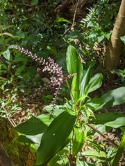 Cordyline stricta