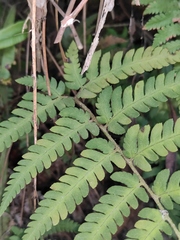 Dryopteris