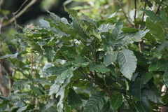 Cupania