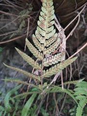Dryopteris
