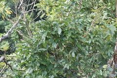 Cupania