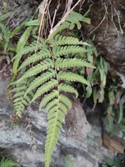 Dryopteris