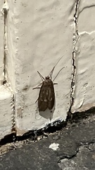 Hofmannophila pseudospretella