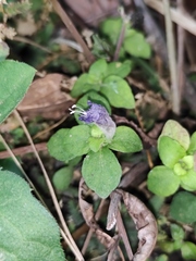 Strobilanthes tetrasperma