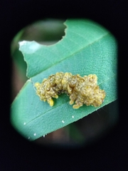 Zygaenoidea