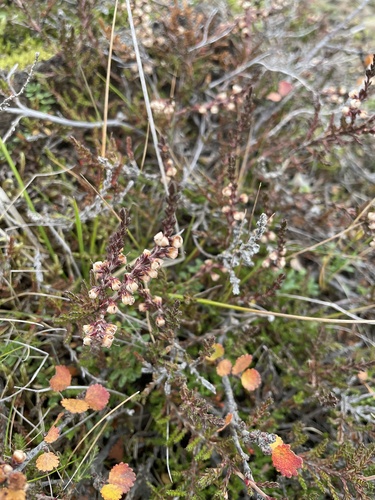 vres obyčajný (Calluna vulgaris)