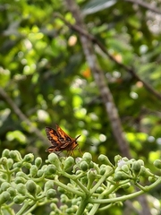 Oriens goloides