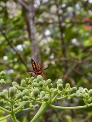 Oriens goloides
