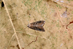 Parapoynx stratiotata