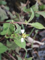 Persicaria thunbergii