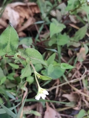 Persicaria thunbergii