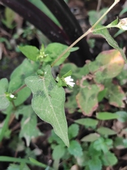 Persicaria thunbergii