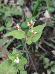 Persicaria thunbergii