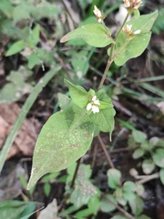 Persicaria thunbergii