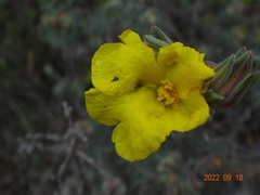 Hibbertia obtusifolia