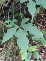 Ampelopsis glandulosa