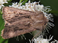 Agrotis gladiaria