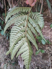 Dryopteris varia