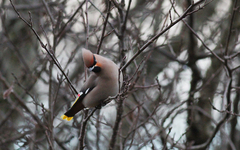 Bombycilla garrulus