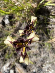 Moraea lurida