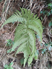 Dryopteris varia