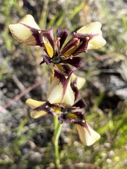 Moraea lurida