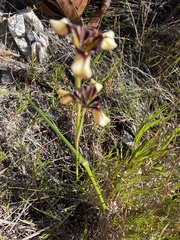 Moraea lurida