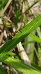 Degithina sollicitoria