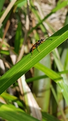 Degithina sollicitoria