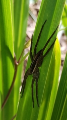 Dolomedes minor