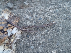 Rostratula benghalensis